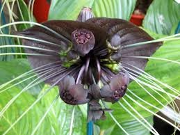 Plante chauve-souris